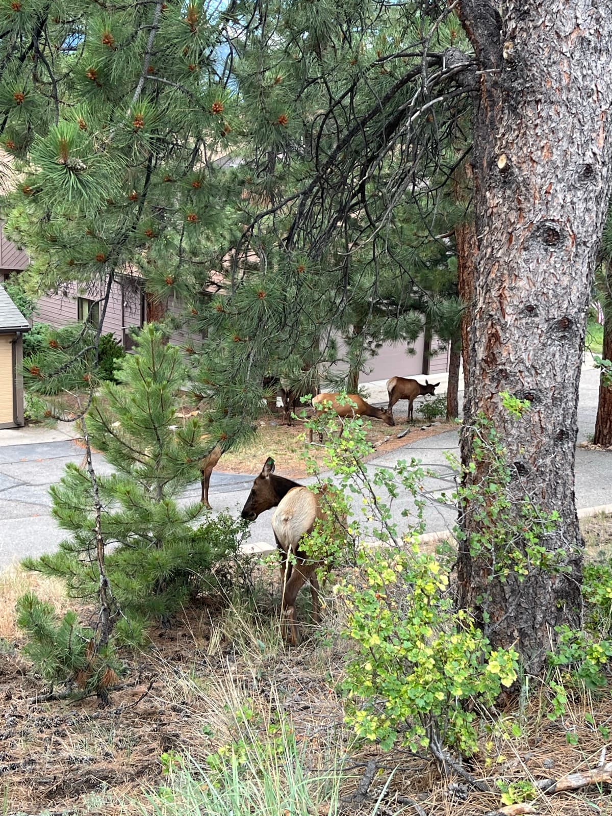 Estes Park eBike Tour photo 10